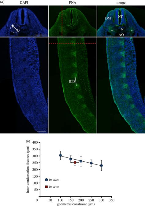 Patterning Of Condensations In Vivo A Fluorescent Micrographs Of