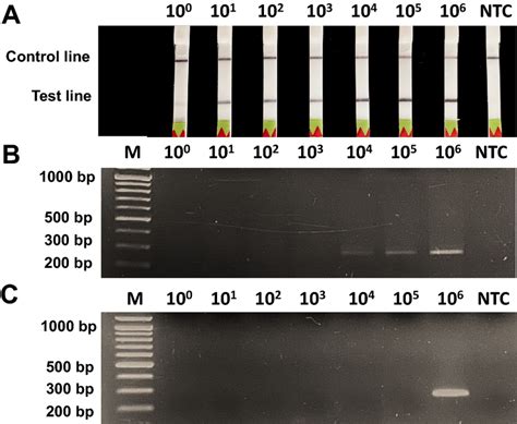 Analytical Sensitivity Of Babesia Spp Detection Among Different