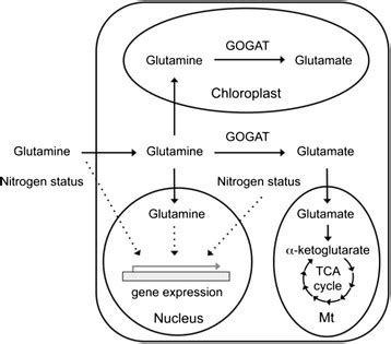 Glutamine may function as a signaling nutrient in plants. Glutamine ...