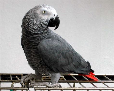 HD Animals: gray parrot wallpaper