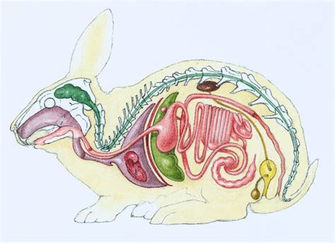 Anatomía Y Disección De Un Conejo Vesicula Seminal Sistema Reprodutivo Anatomia