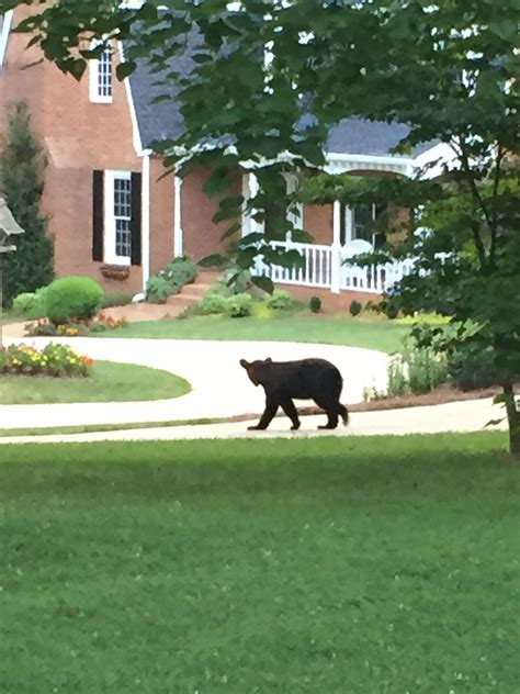 roswell police reports 9