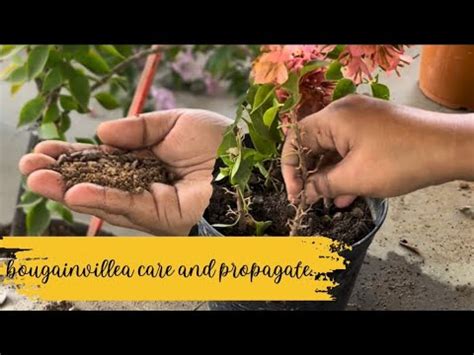 How To Propagate Bougainvillea Form Cuttings Banita Ytshorts