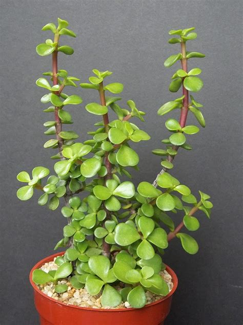 Fresh Live Portulacaria Afra Macrophylla Large Leaf Etsy