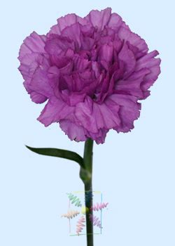 Purple Carnation Flower Meaning