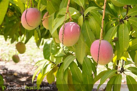 Árbol de Mango características cultivo cosecha y abono Jardinería