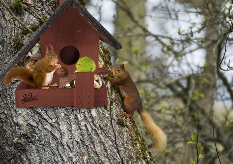 Domek Dla Wiewi Rki Do Ogrodu Solidna Budka Na Orzechy Karmnik