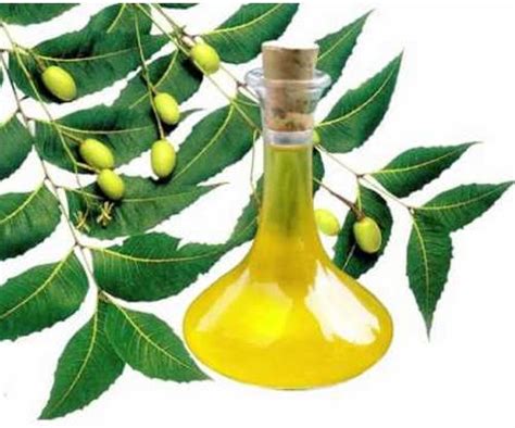 Neem Fruit Oil - Manufacturer Exporter Supplier from Dhar India