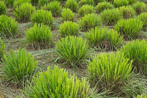 10 Reasons To Grow Lemongrass No Matter Where You Live