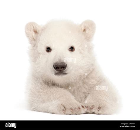 Polar Bear Cub Ursus Maritimus Months Old Lying Against White