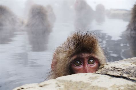 A Guide To The Wild Monkey Parks Of Japan