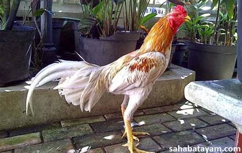 Nama Ayam Bangkok Berdasarkan Warna Bulu Ide Perpaduan Warna