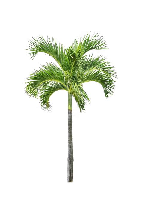 Palm Tree White Background