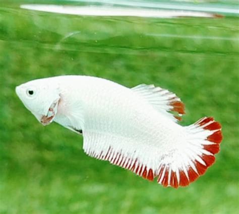 Female Betta Fish Types - The Aqua Advisor