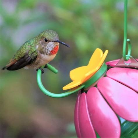 Single Flower Hummingbird Feeder - Urban Roots