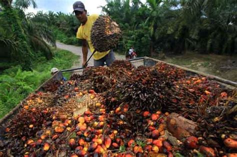 Kabar Gembira Bagi Pemilik Kebun Sawit Harga Cpo Tinggi Hingga