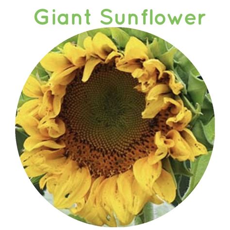 Mongolian Giant Sunflower Seeds Tropical Flower Seed Shopee Philippines