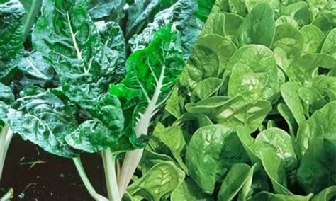 What Is The Difference Between Swiss Chard And Spinach