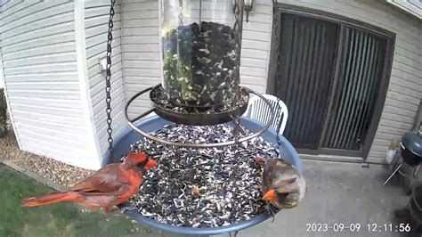 A Moulting Northern Cardinal Couple Look Each Other Over