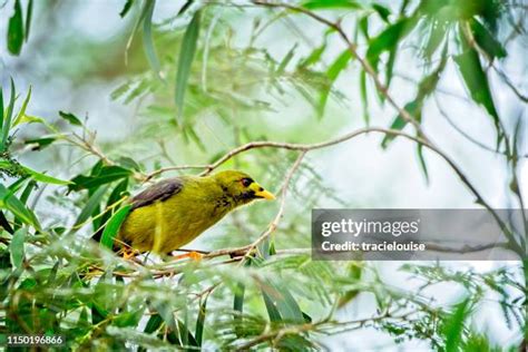 348 Miner Birds Stock Photos High Res Pictures And Images Getty Images