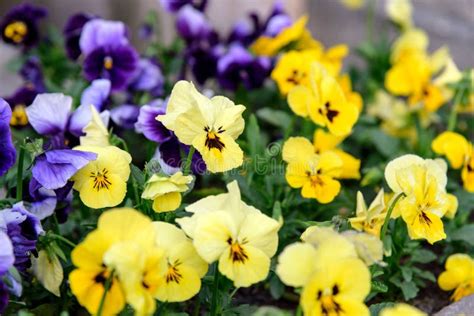 Garden Pansy Flowers Viola Tricolor Var Hortensis Stock Photo Image