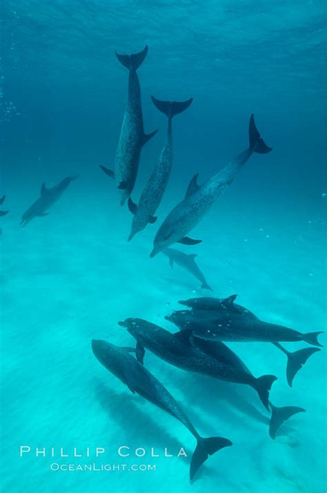 Atlantic spotted dolphin, Stenella frontalis, Bahamas, #00005