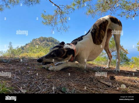 Dog eating a bone Stock Photo - Alamy