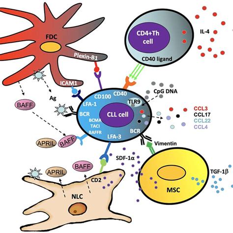 Schematic Summary Of The Canonical And Non Canonical Nf κb Signaling