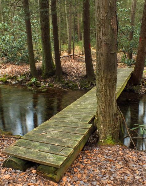 Free Images Tree Nature Forest Swamp Wilderness Trail Sunlight