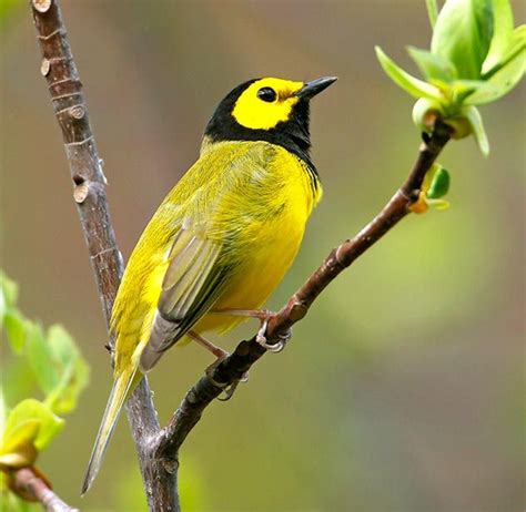 16 Spring Warbler Birds You Should Know Birds And Blooms