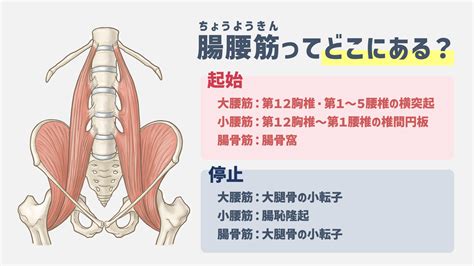 腸腰筋の鍛え方！深腹筋・インナーマッスルを効率的に鍛える方法を徹底解説｜torecon