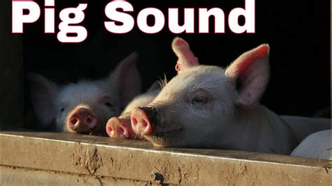 Pig Sound Youtube