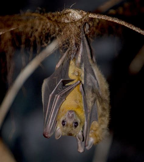 Bat (Egyptian fruit bat) - Dudley Zoo and Castle 
