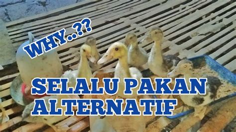 Cara Merawat Bebek Entok Umur 23 Hari Youtube