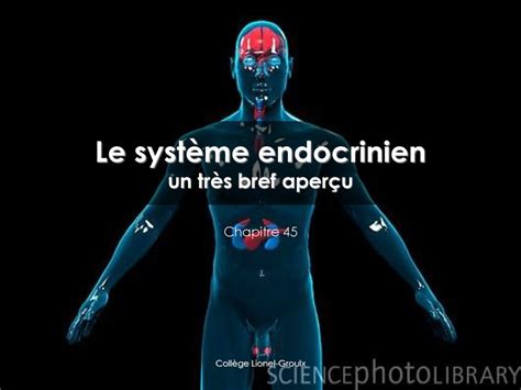 Le Syst Me Endocrinien Un Tr S Bref Aper U Ppt T L Charger