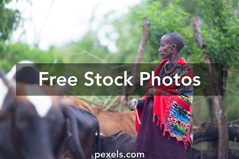 Maasai Cattle Photos, Download The BEST Free Maasai Cattle Stock Photos ...