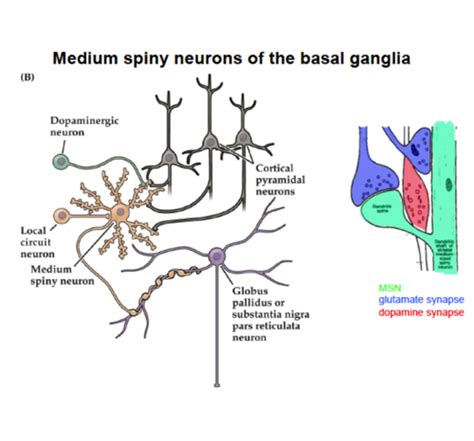 Basal Ganglia & motor control Flashcards | Quizlet