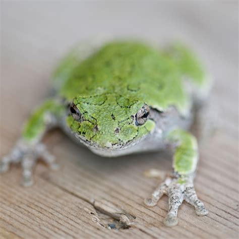 Premium Photo | Close up of a green frog at lake of the woods, ontario