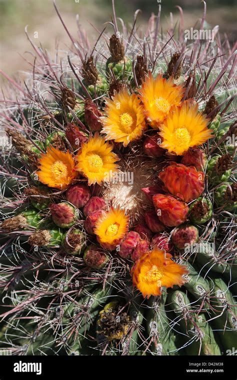 Saguaro Cactus Flowers Stock Photo - Alamy