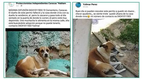 Perritosdevenezuela On Twitter Rt Perrousuario Urge Hogar Rt