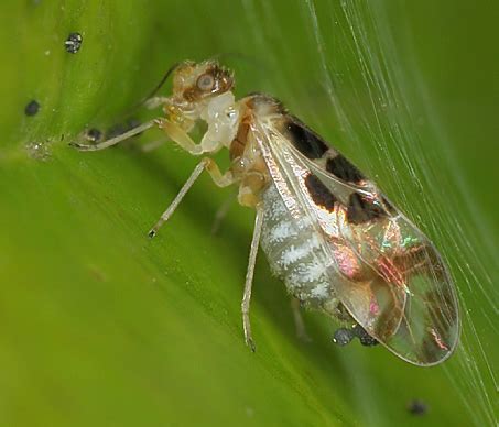 Small Fly Graphopsocus Cruciatus Bugguide Net