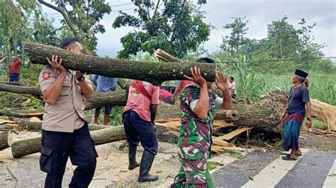 Respon Cepat Polisi Bersama TNI Dan BPBD Tangani Pohon Tumbang