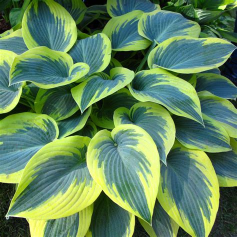 Hosta First Frost