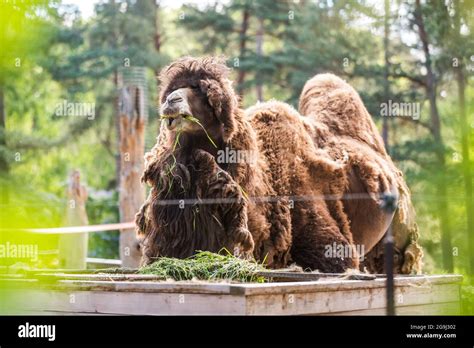 Bactrian Camel Camelus Bactrianus With Two Humps In A Zoo Stock Photo