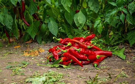 Premium Photo | Chili pepper harvest in the garden Selective focus