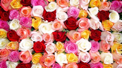 Colorful Rose Wallpapers Wallpaper Cave