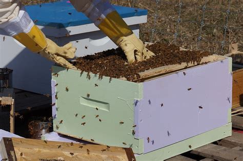 Where To Buyget Bees And How To Install Them In The Hive Honey And