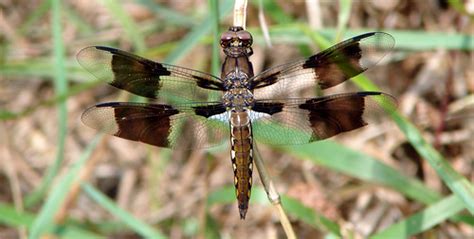 Common Whitetail Dragonflies And Damselflies Of Alabama · Inaturalist