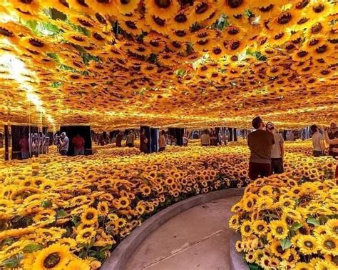 Enséñame de Ciencia on Twitter Habitación de girasol Van gogh museo