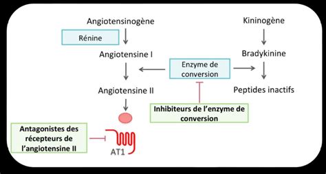 M Canisme D Action D Ieca I Effets Biologiques De L Angiotensine Ii